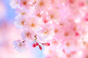 Obraz premium pink cherry blossom