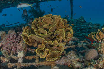 Coral reef and water plants in the Red Sea, Eilat Israel
