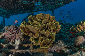 Coral reef and water plants in the Red Sea, Eilat Israel
