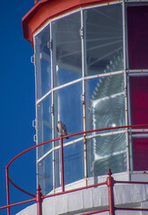 Peregrine falcon perched on the rail of a lighthouse