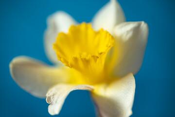 one white and yellow daffodil on blue background