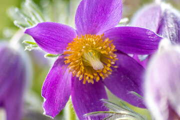 European pasqueflower pulsatilla with pink and purple petals and yellow pistils in spring sunshine...
