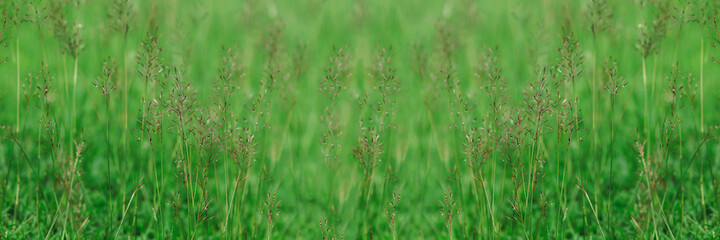 Green grass flower on the garden field for background or backdrop usage in billboard resolution.