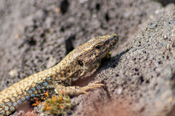 Lizard on the hunt for insects on a hot volcano rock warming up in the sun as hematocryal animal in macro view, isolated and close-up to see the scaled skin of the little saurian in detail eye to eye