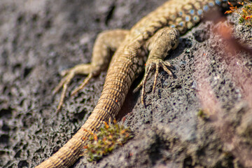 Lizard on the hunt for insects on a hot volcano rock warming up in the sun as hematocryal animal in macro view, isolated and close-up to see the scaled skin of the little saurian in detail eye to eye