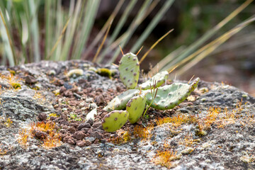 Green spiky cactus with long thorns is perfectly protected and adapted to deserts and dry climate due to its succulent water reservoir capacities even on volcano rocks with aridity and extreme heat