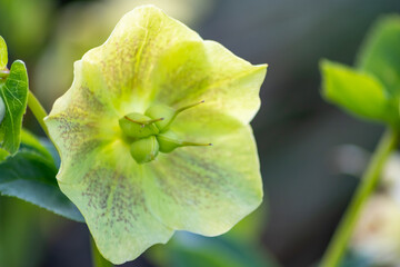 Idyllic garden flowers with shiny blossoms and filigree elegant petals show the garden lovers and...