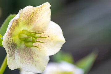 Idyllic garden flowers with shiny blossoms and filigree elegant petals show the garden lovers and...