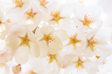white flowers on white background
