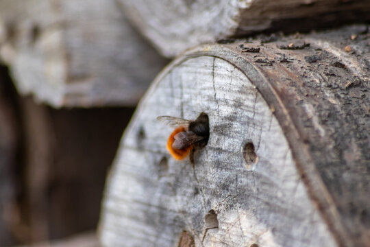 Fluffy mason bee entering its hole in wood background or tree trunk as insect hotel and bee hotel to deposit eggs and larva for next generation bees for pollination and beneficial dusting insects