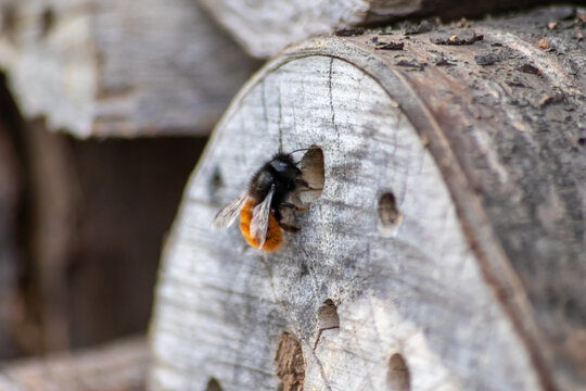 Fluffy mason bee entering its hole in wood background or tree trunk as insect hotel and bee hotel to deposit eggs and larva for next generation bees for pollination and beneficial dusting insects