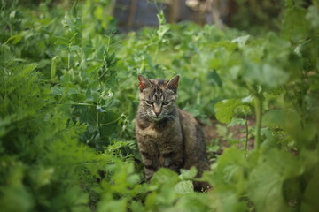 Beautiful striped cat in the garden on green grass