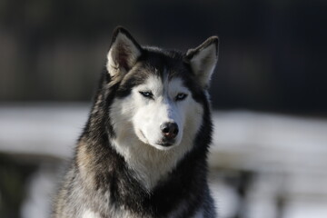 Husky dog enjoying the snow during cold winter