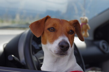 Jack Russell in the car looks out the window