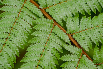 Green fern plants in nature. Fern plants in the forest. Fresh green tropical foliage. Organic...
