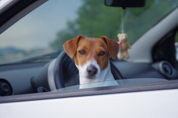 Jack Russell in the car looks out the window