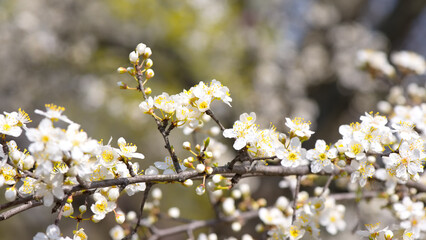 Branch of a cherry plum with flowers and buds, detail