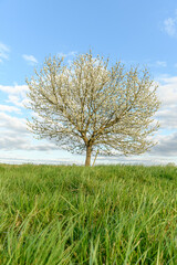 Cherry blossom in spring in France.