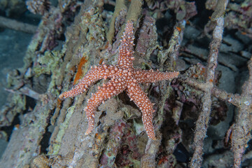 Starfish On the seabed in the Red Sea, eilat israel
