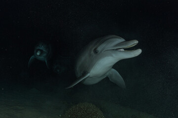 Dolphin swimming with divers in the Red Sea, Eilat Israel
