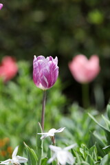 チューリップ