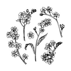 Vector illustrations of spring flowers myosotis drawn with a black line on a white background.