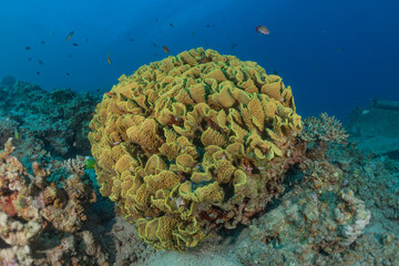 Coral reef and water plants in the Red Sea, Eilat Israel
