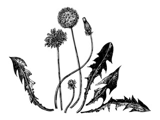 Vector illustrations of dandelions drawn with a black line on a white background.