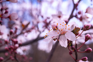 Blooming peach tree in spring. Pink flowers close-up Joyful spring mood. Atmospheric picture