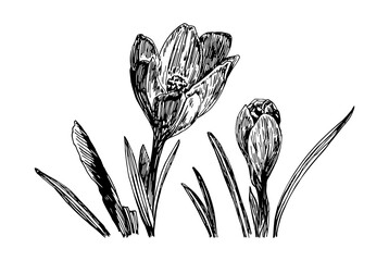 Vector illustrations of spring Crocus with a black line on a white background.