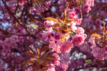Fototapeta na wymiar Beautiful pink sakura flowers. Blooming sakura in spring. Joyful spring mood of a sunny day