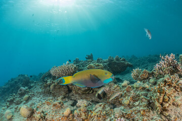 Fish swim in the Red Sea, colorful fish, Eilat Israel
