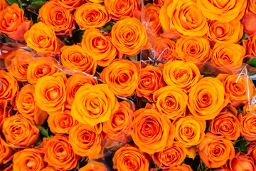Beautiful rose petals. Orange roses. Bright bouquet of roses.