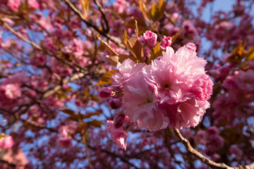 Beautiful pink sakura flowers. Blooming sakura in spring. Joyful spring mood of a sunny day