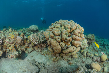 Coral reef and water plants in the Red Sea, Eilat Israel
