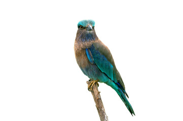 Indian Roller isolated on white background