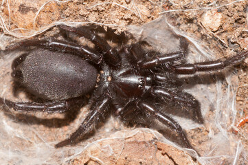 Macrothele calpeiana. Close up view of a large black European spider in its nest.