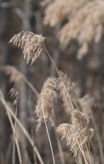 風になびくヨシ(札幌市西岡公園) / Reed fluttering in the wind (Nishioka Park, Sapporo...