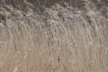 Fototapeta premium 風になびくヨシの群生(札幌市西岡公園) / Reeds fluttering in the wind (Nishioka Park, Sapporo City)