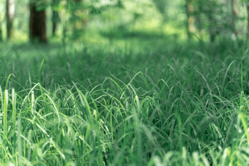 young juicy green grass close-up. natural background