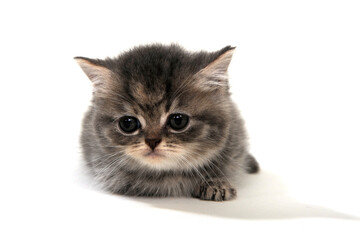 fluffy purebred kitten lies on a white background