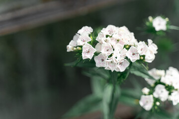 flowers of white wild carnation. natural background