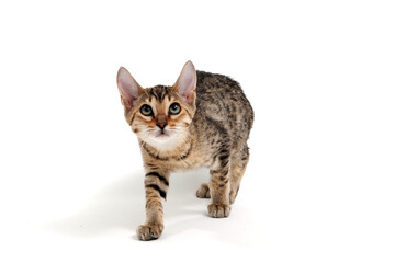 A purebred smooth-haired cat stands on a white background