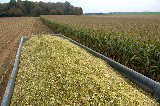 Ensilage de ma&iuml;s, vidange de l'ensilage dans la benne