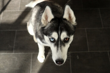 husky dog portrait