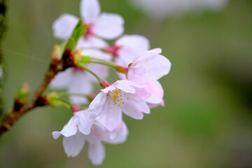 Obraz premium 満開に咲いた桜の花のアップ素材