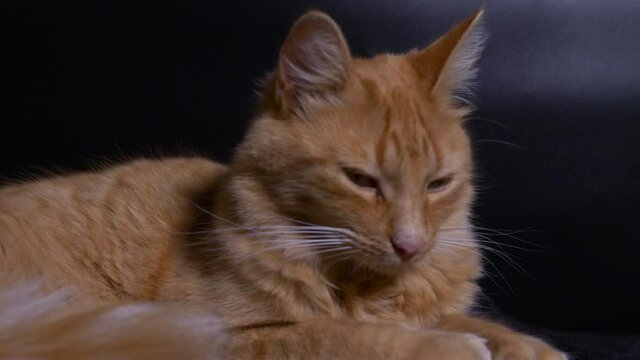 Ginger cat resting. Slow motion 4k in a black background