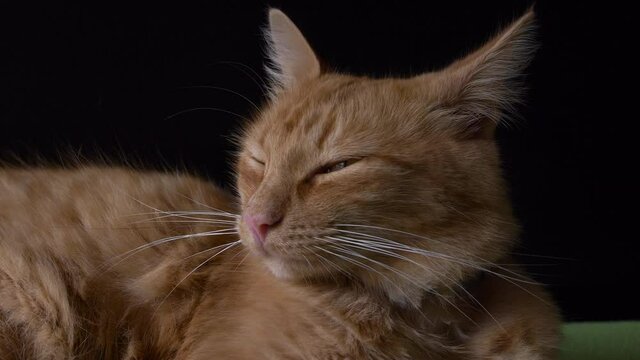Ginger cat lying down resting. Slow motion 4k in a black background