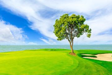 Green grass and tree with river in spring season.