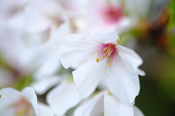 ソメイヨシノのアップ素材